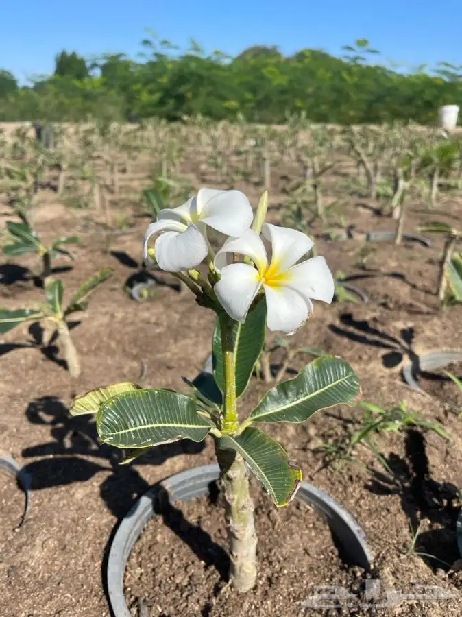 مشاتل التكامل لجميع الاشجار الزينه والظل 0533351329 18