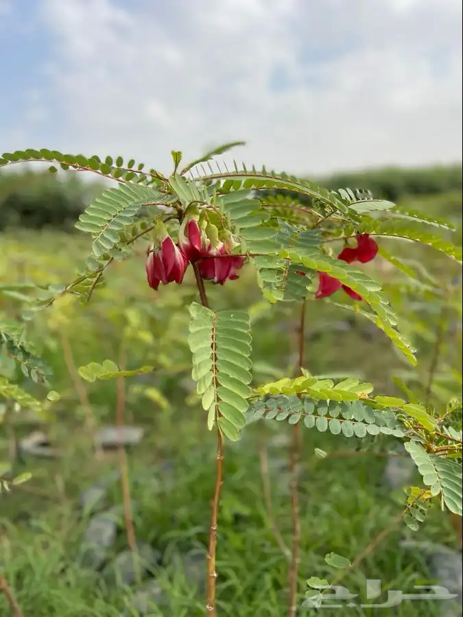 مشاتل التكامل لجميع الاشجار الزينه والظل 0533351329 12