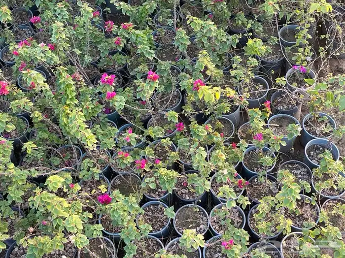 مشاتل التكامل لجميع الاشجار الزينه والظل 0533351329 11