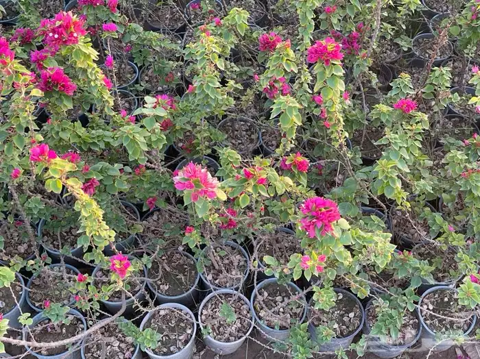 مشاتل التكامل لجميع الاشجار الزينه والظل 0533351329 10