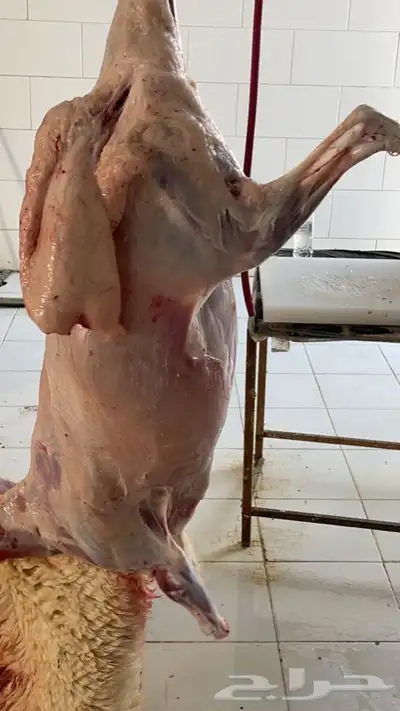ذبايح طليان ورخال وتيوس مع السلخ والتوصيل داخل مكه اضاحي 2