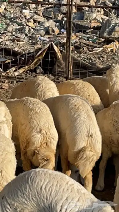 ذبايح طليان ورخال وتيوس مع السلخ والتوصيل داخل مكه اضاحي 0