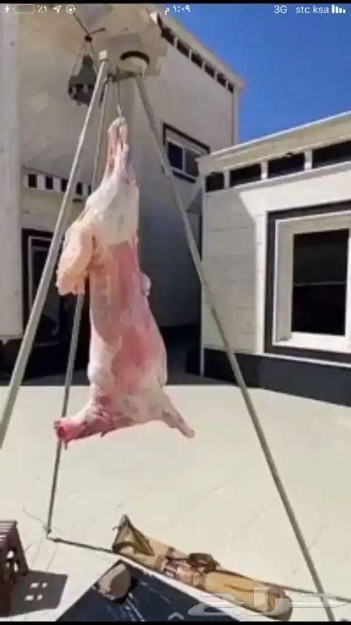 ذبايح ابو عزام خرفان وتيوس 3
