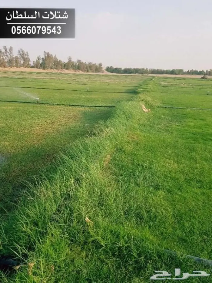 شتلات زراعيه باسعار خاصه 12