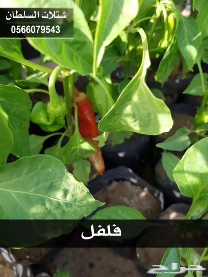 شتلات زراعيه باسعار خاصه 13