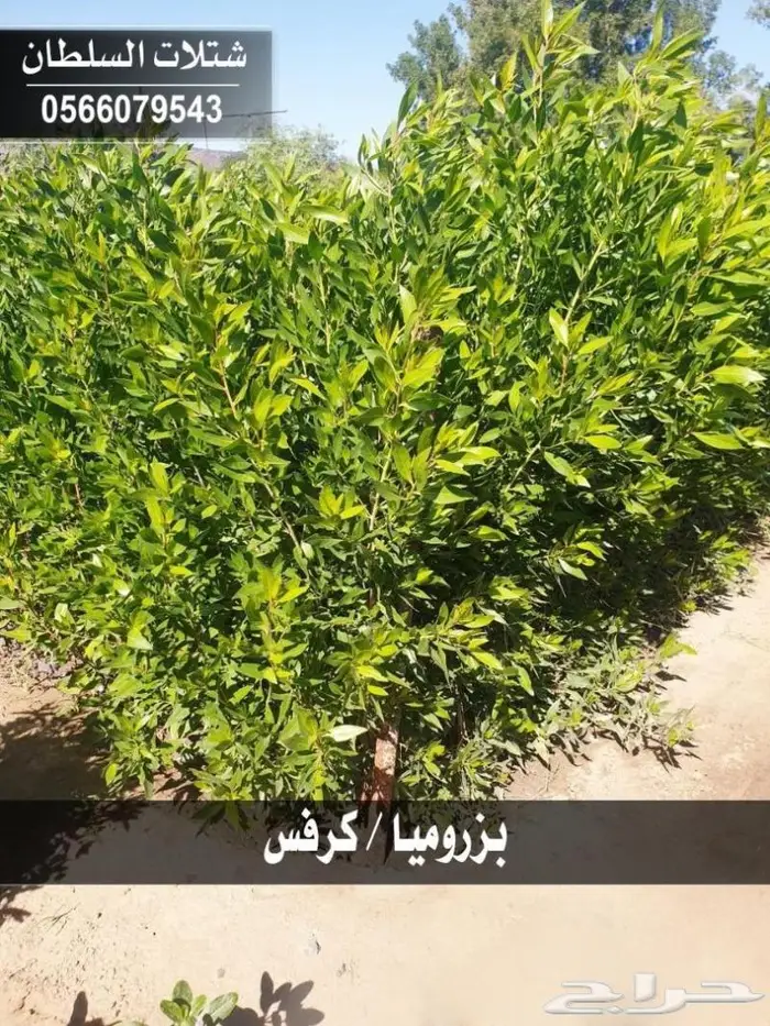 شتلات زراعيه باسعار خاصه 17