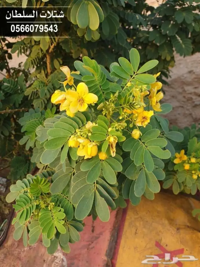 شتلات زراعيه باسعار خاصه 5