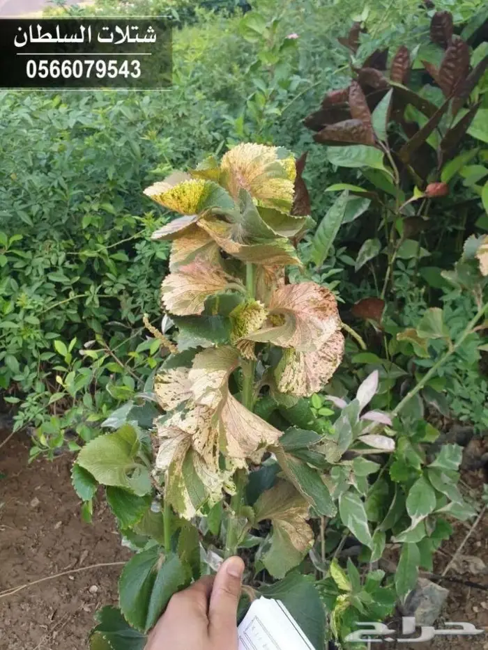 شتلات زراعيه باسعار خاصه 43