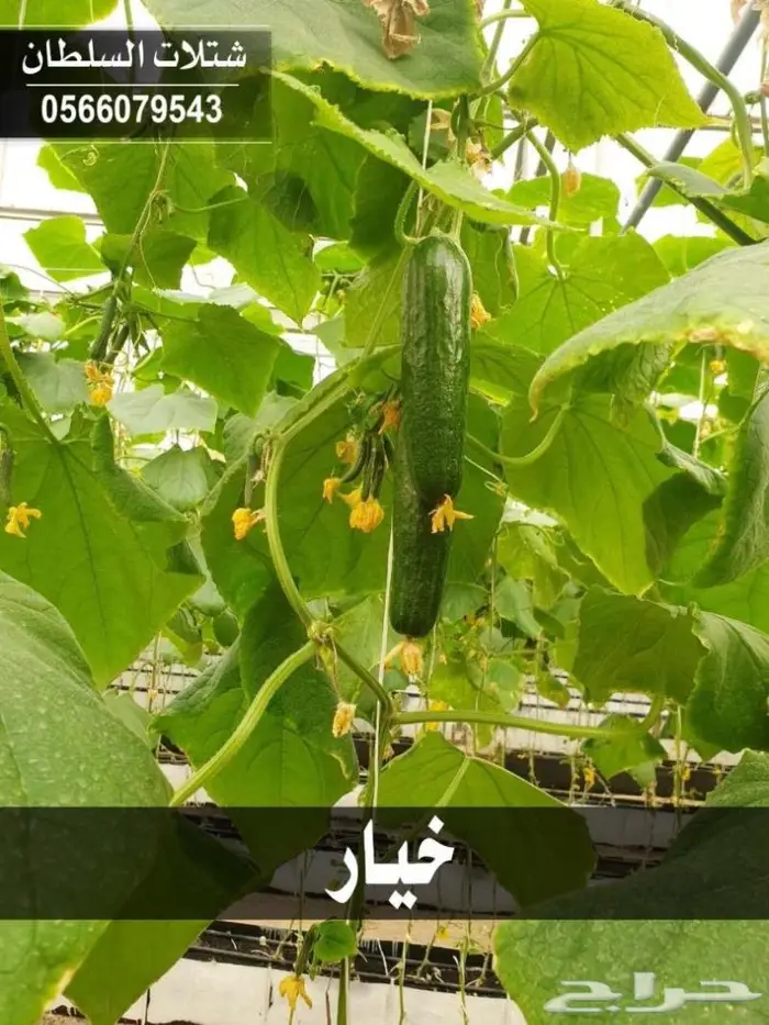 شتلات زراعيه باسعار خاصه 61