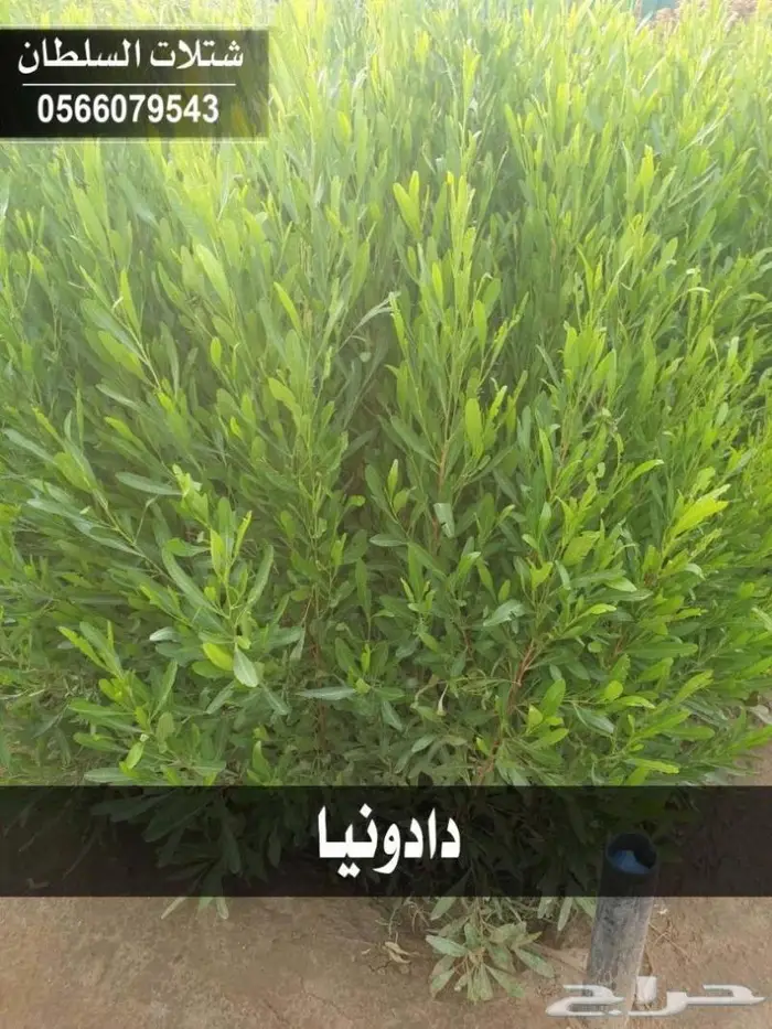 شتلات زراعيه باسعار خاصه 86