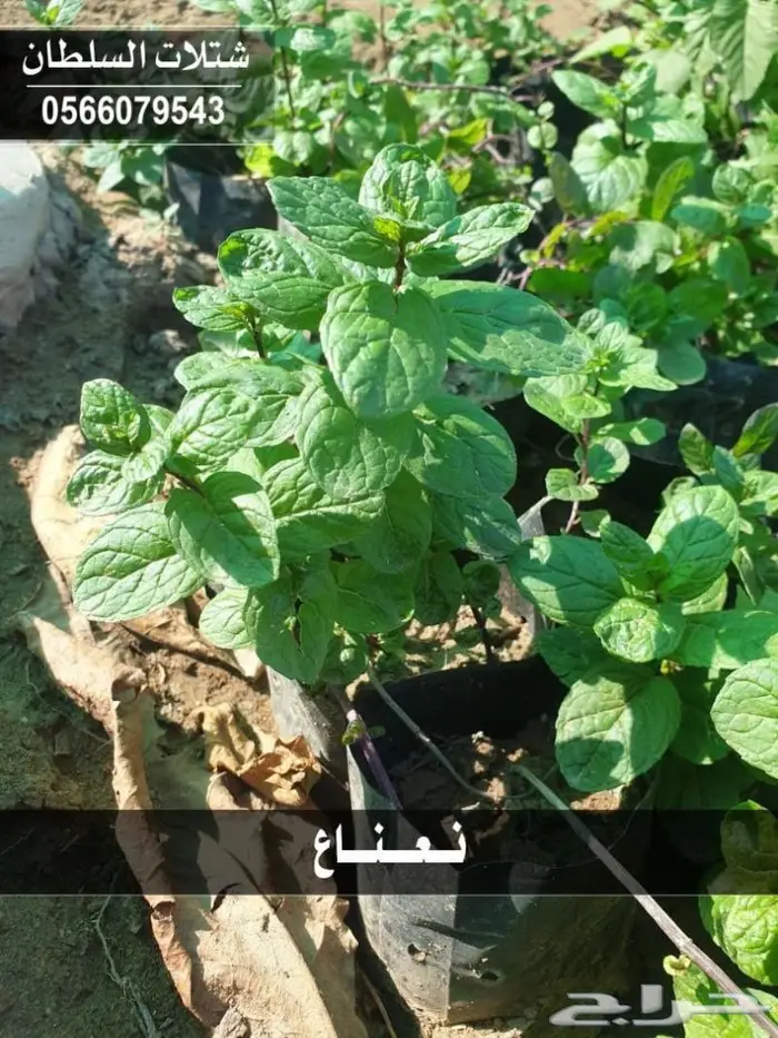 شتلات زراعيه باسعار خاصه 97