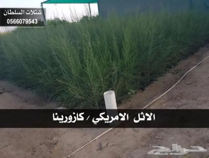 شتلات زراعيه باسعار خاصه 50