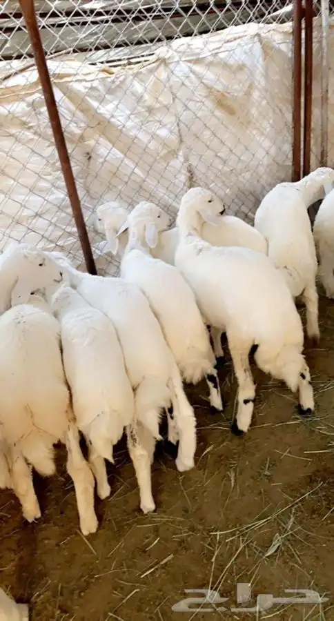 خرفان وذبايح ابو عزام 8