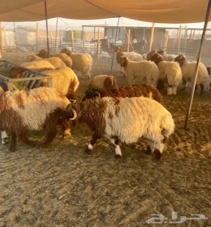 خرفان مفطح او ثلاجه 3