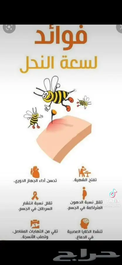 نحل بلدي 3