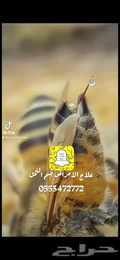 نحل بلدي 0