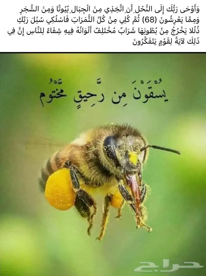 نحل بلدي 1