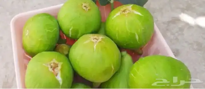 شتلات مثمره من أجود الأنواع 2