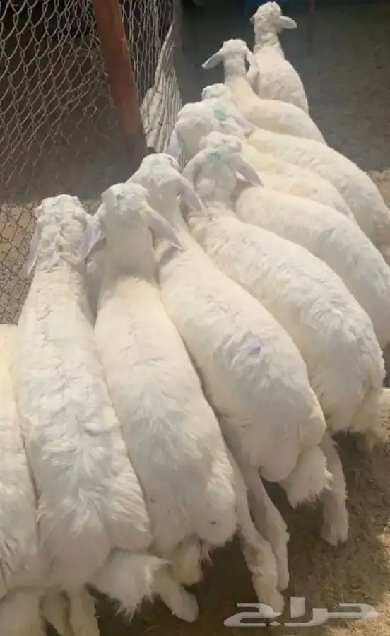 ذبايح حريات واضاحي أبو عبدالله مع التوصيل جدة 0