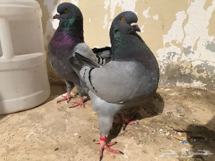 (تم البيع ) كنق حجم سوبرسوبر جانبو بلوبار 0