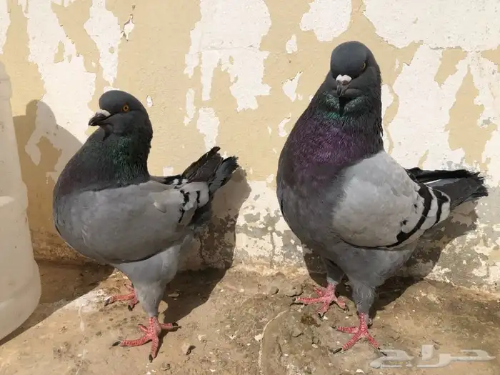 (تم البيع ) كنق حجم سوبرسوبر جانبو بلوبار 1