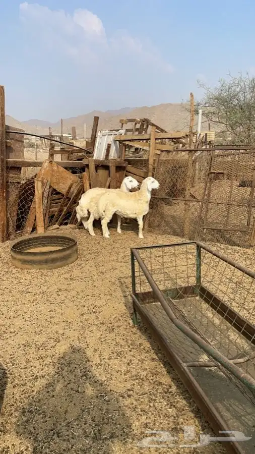 ذبايح وطلبات حريه شامل الذبح والطبخ والتوصيل 3