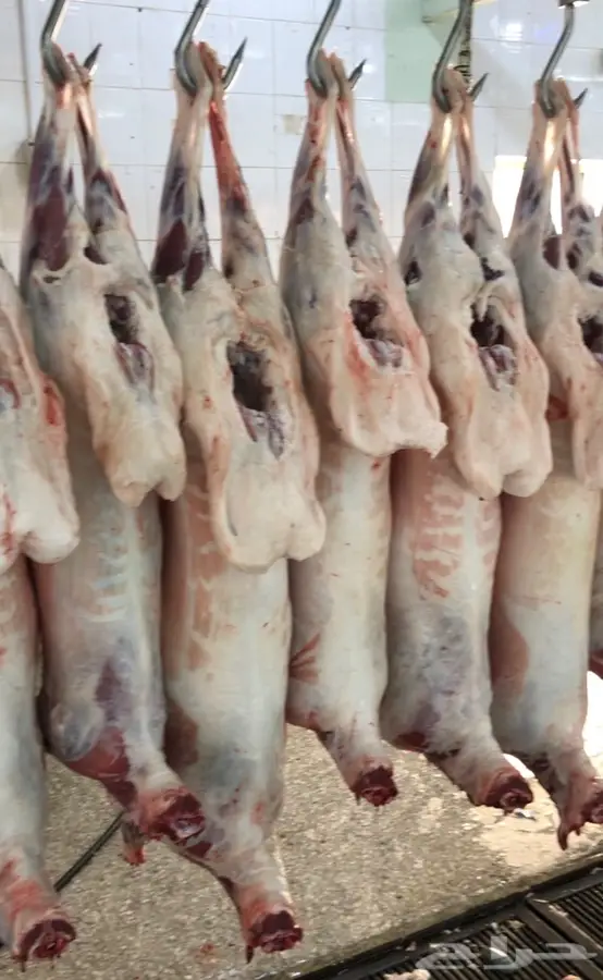 ذبائح للمناسبات مفطح او تغليف 2