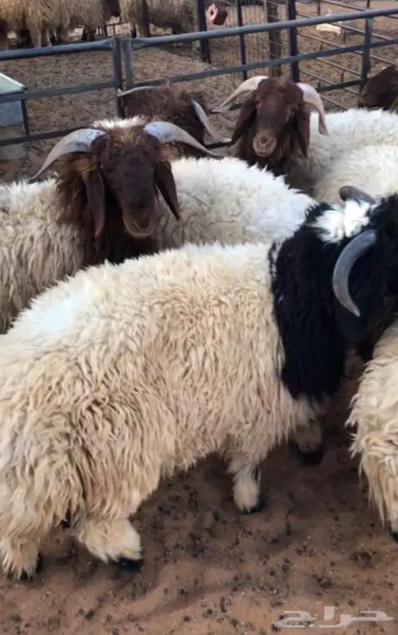 ذبائح للمناسبات مفطح او تغليف 1