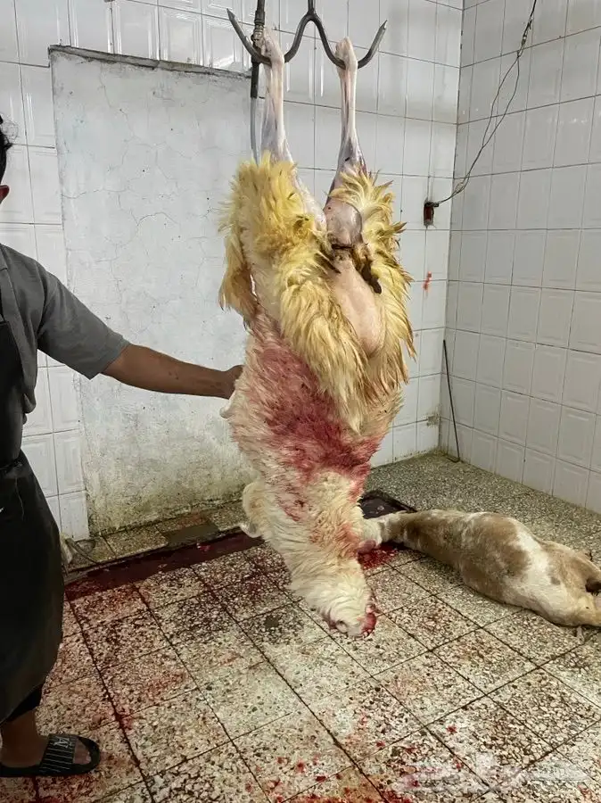 ذبايح وطلبات حريه شامل الذبح والطبخ والتوصيل 1