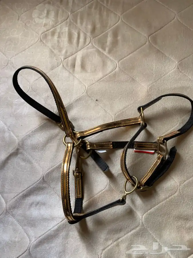 رشمة خيل جمال للبيع 5