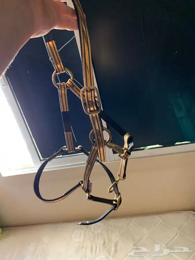 رشمة خيل جمال للبيع 0