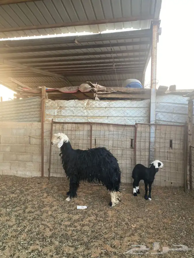 رخل نجديه معها خروف 2