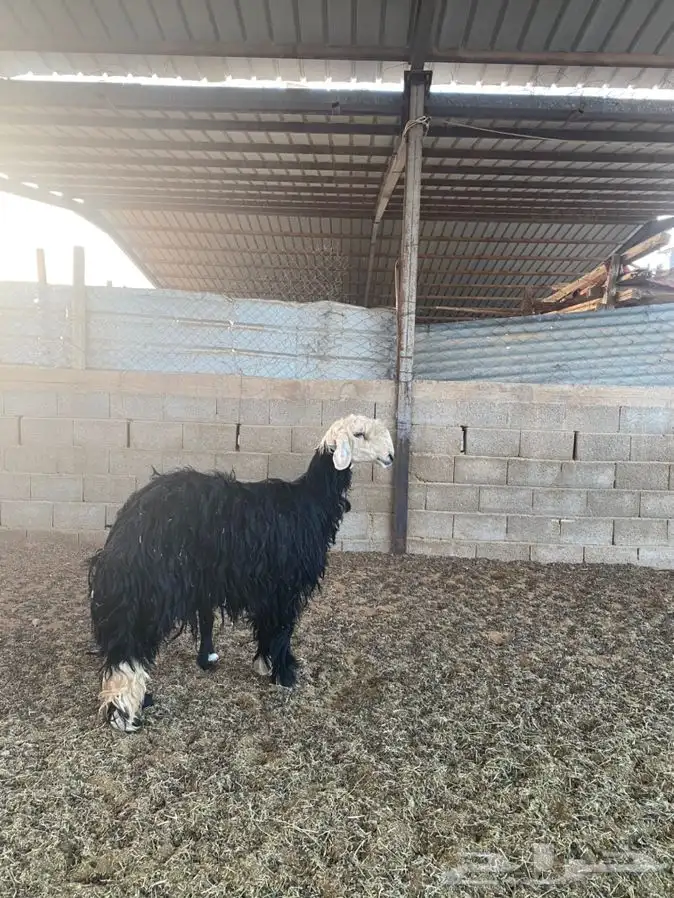 رخل نجديه معها خروف 0