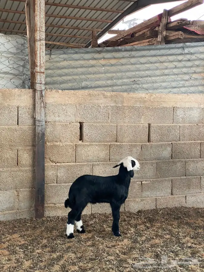 رخل نجديه معها خروف 7