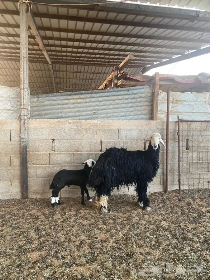رخل نجديه معها خروف 1