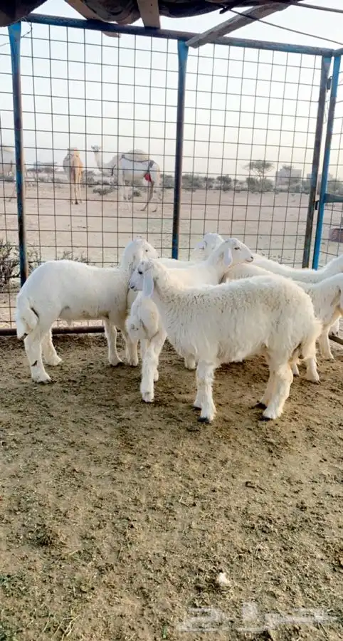 ذبيحة بريه ذبائح بريه طلي رخل طليان و رخال 1