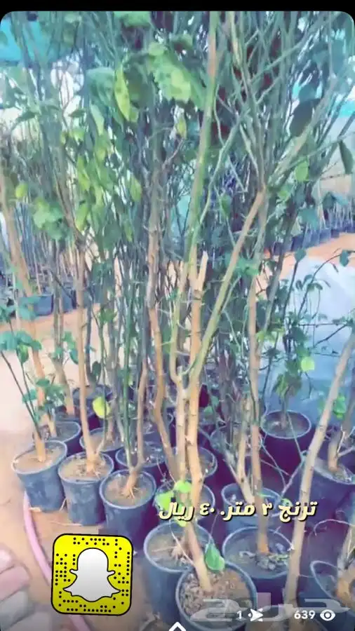 شتلات واشجار داخليه وخارجيه 9