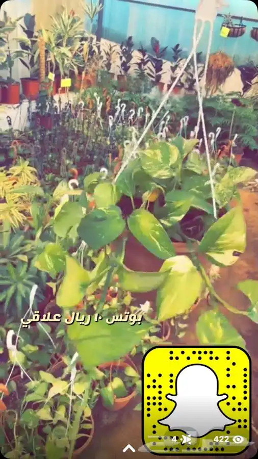 شتلات واشجار داخليه وخارجيه 8