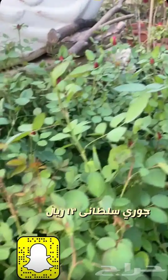 شتلات واشجار داخليه وخارجيه 1