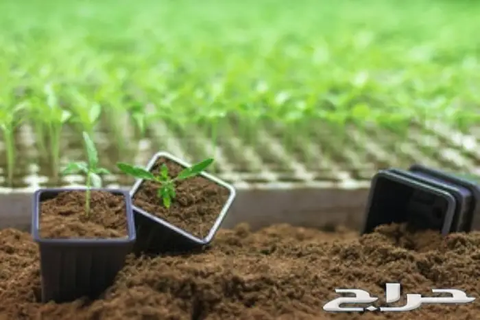 رمل احمر رمل مخلوط صبه 41