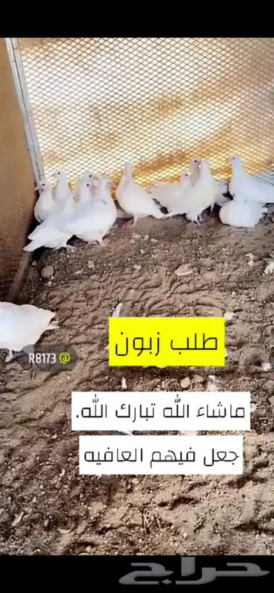 زغاليل فرنسي لاحم سوبر جامبو 8