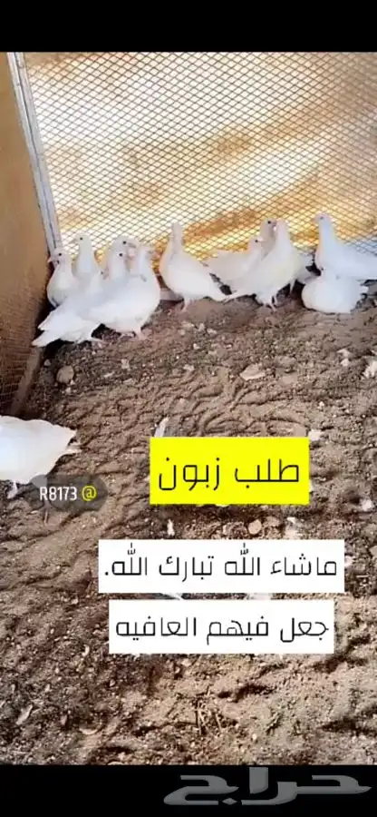 زغاليل فرنسي لاحم سوبر جامبو 8