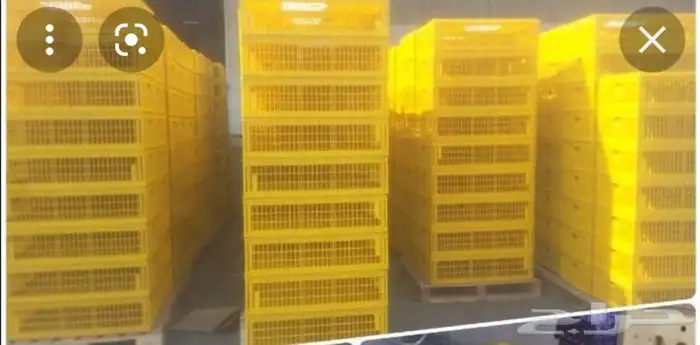 شبك نقل دجاج اصفر 1
