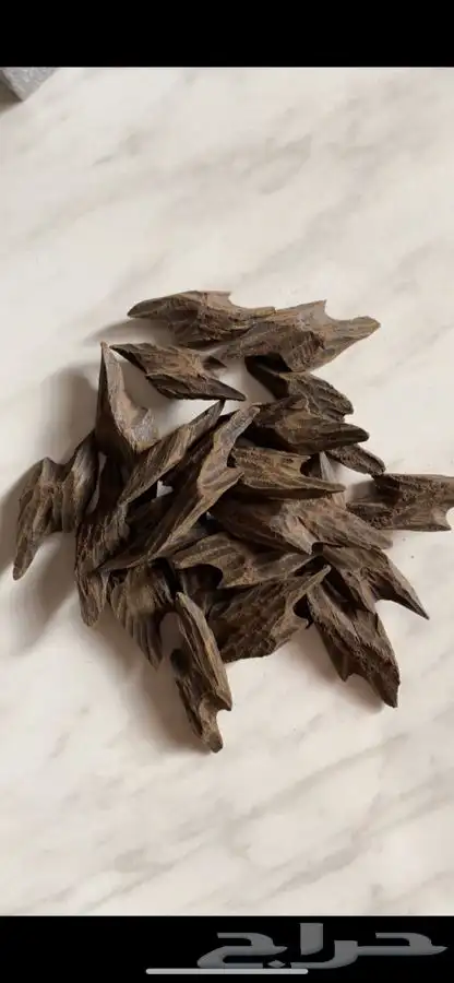 عود - عود تايجر كمبودي 0