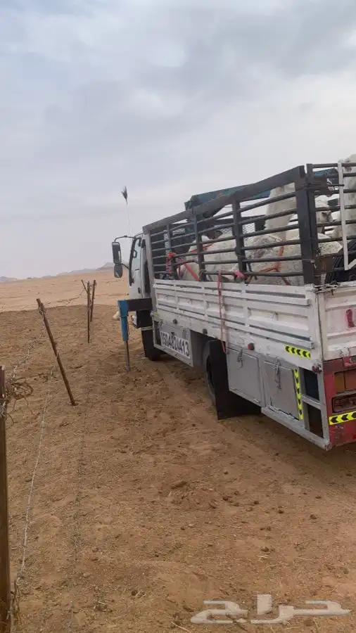 دنا هدروليك لنقل الابل 3