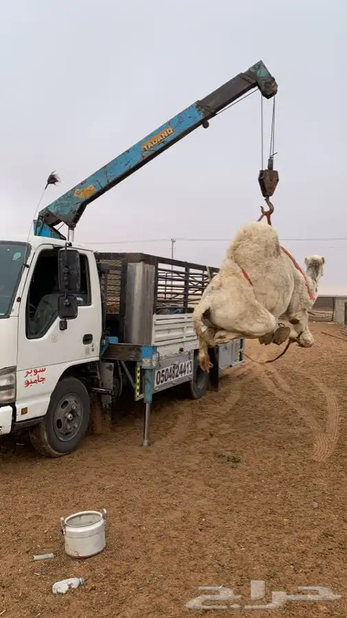 دنا هدروليك لنقل الابل 5