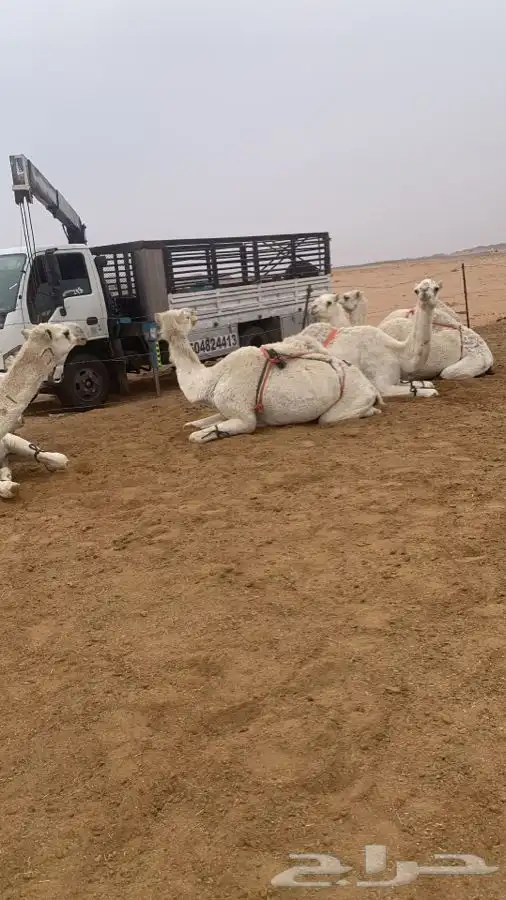 دنا هدروليك لنقل الابل 4