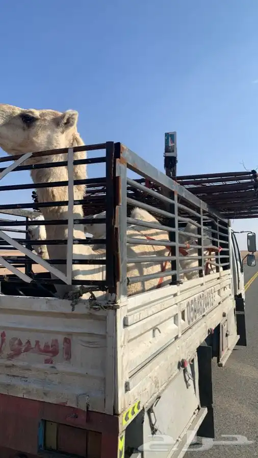 دنا هدروليك لنقل الابل 2