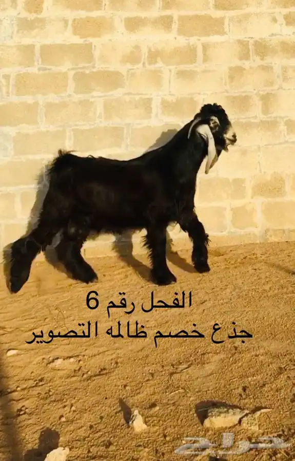 عروض العوارض رقم 2 حلال ابو حمدان الحبابي 23