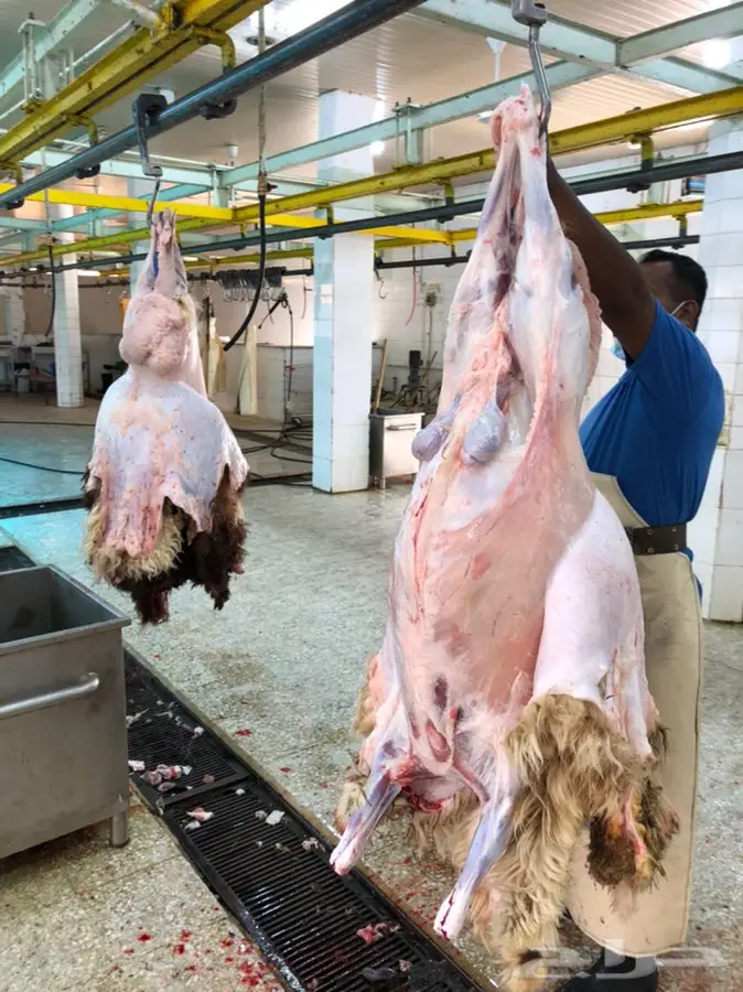 مسلوخ وجاهز 0